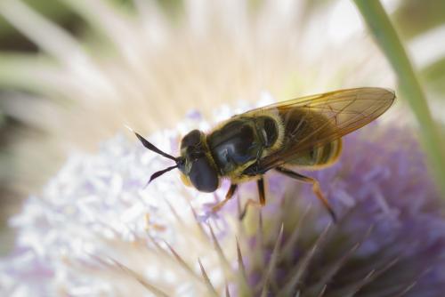 Réf. 263 418 : Callicera aurata